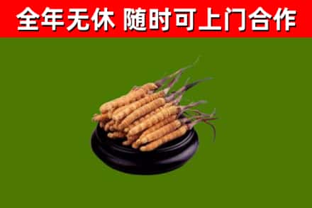 鹤壁回收冬虫夏草
